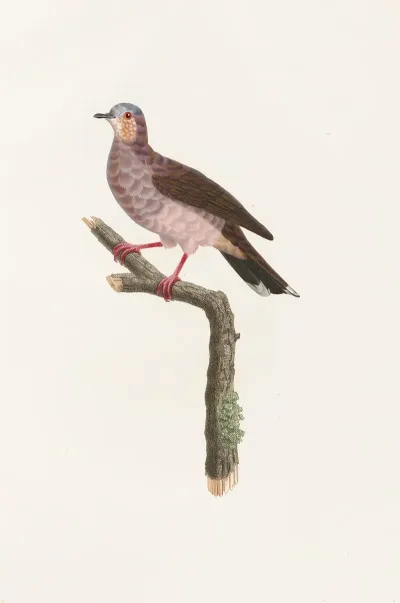 Les Pigeons Pl 81