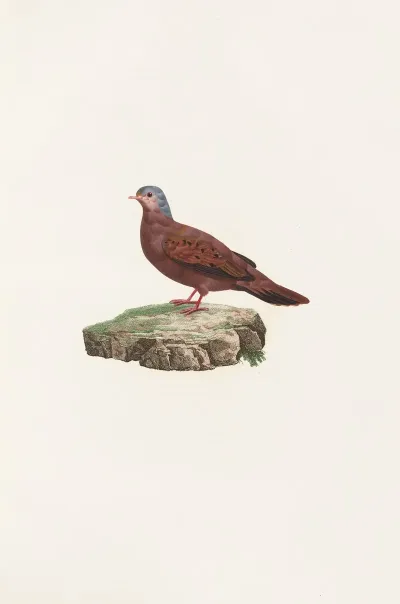 Les Pigeons Pl 83