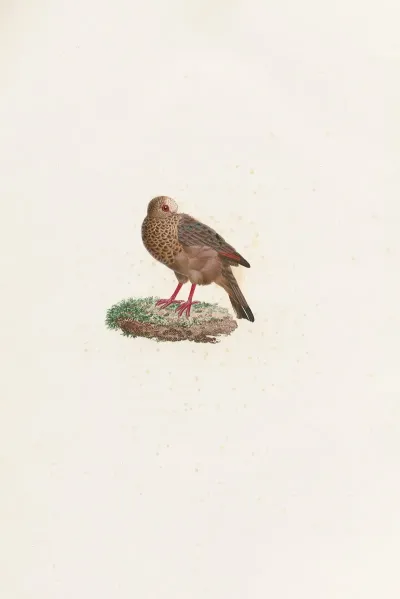 Les Pigeons Pl 84