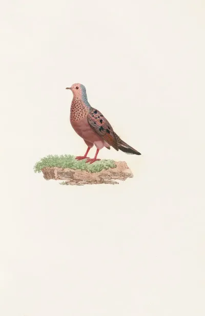 Les Pigeons Pl 85