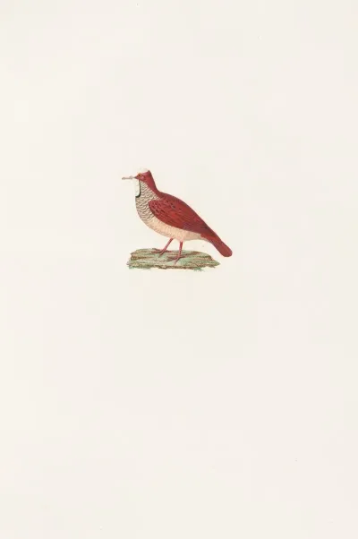 Les Pigeons Pl 86