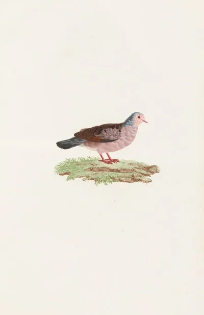 Les Pigeons Pl 87