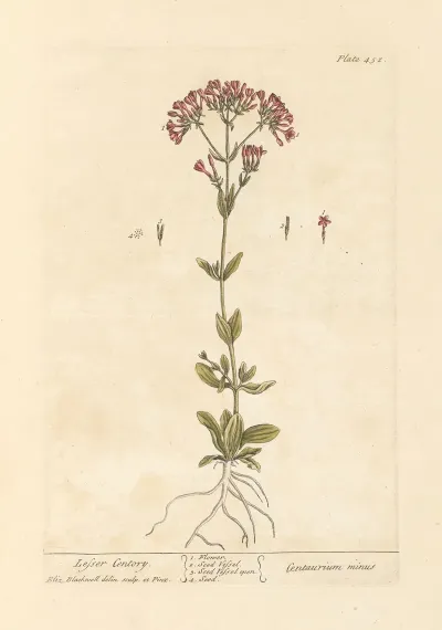 Lesser Centory