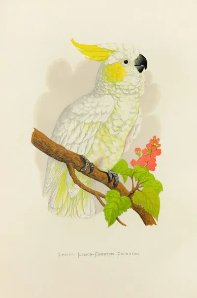 Lesser Lemon Crested Cockatoo