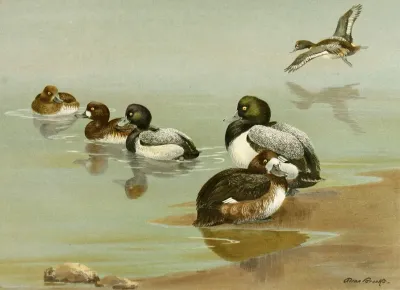 Lesser Scaup Duck Scaup Duck