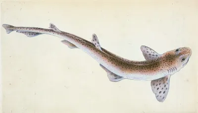 Lesser Spotted Dog Fish Squalus Catulus
