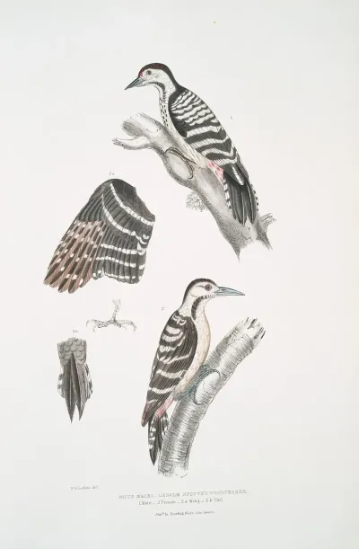 Lesser Spotted Woodpecker Picus Macei 1 Male 2 Female 2a Wing 2b Tail