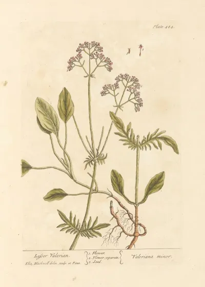 Lesser Valerian