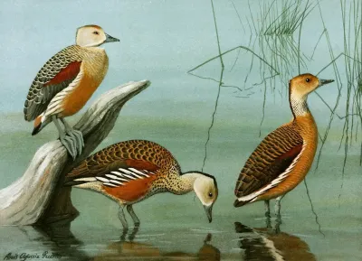 Lesser Whistling Teal Wandering Tree Duck Fulvous Tree Duck