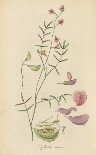 Lessertia Annua