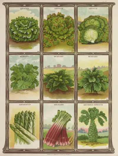 Lettuce Mustard Asparagus Rhubarb Brussel Sprouts