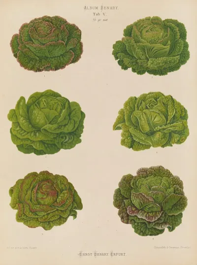 Lettuces Cabbage Varieties 3