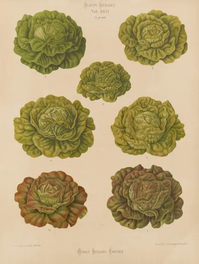 Lettuces Cabbage Varieties