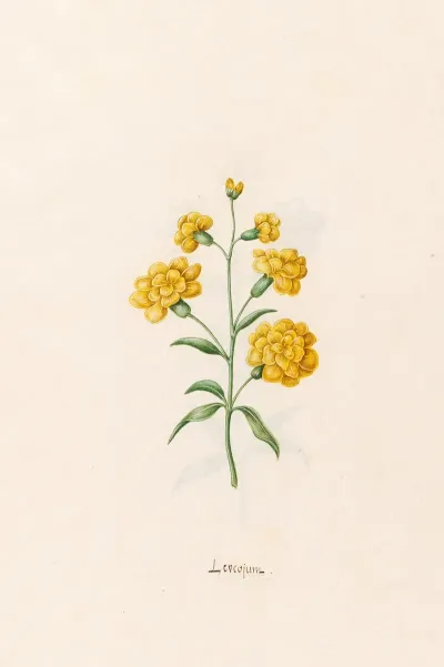 Leucojum 3