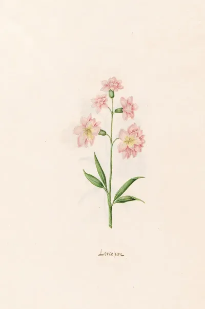 Leucojum 4