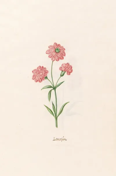 Leucojum 5