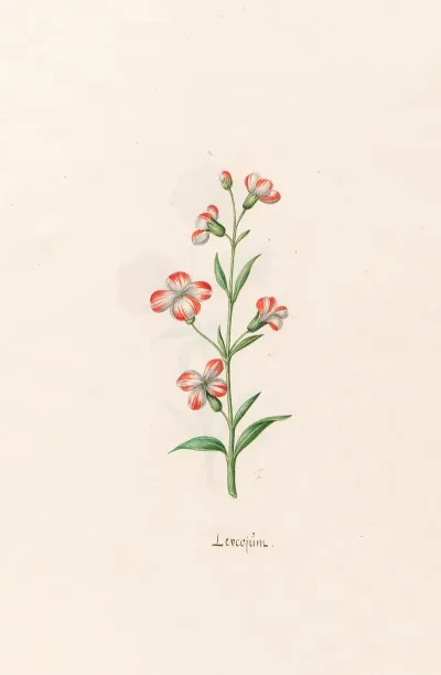 Leucojum 6