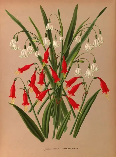 Leucojum Aestivum 2 Pentlandia Miniata