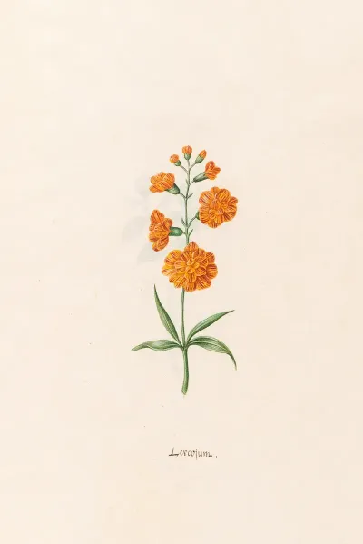 Leucojum