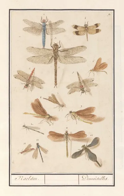 Libellen Odonata Naelden Demoiselles