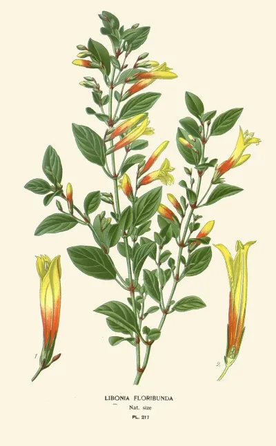 Libonia Floribunda