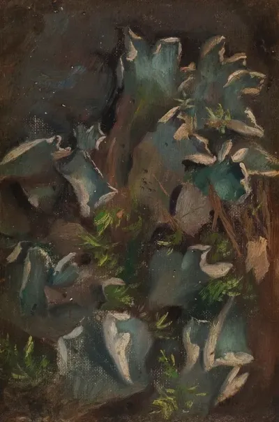 Lichen