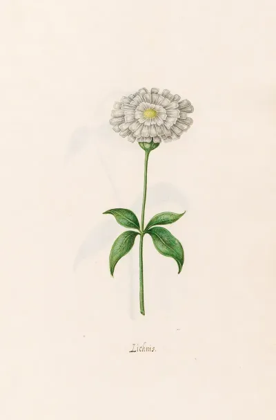 Lichnis 2