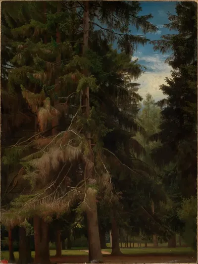 Lichtung Im Tannenwald