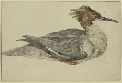 Liegende Ente Mit Brauner Haube Rotem Schnabel Und Fusen