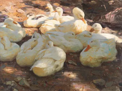 Liegende Enten Licht Und Schatten