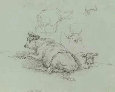 Liegende Kuh Mit Kalb Sowie Weitere Rinder