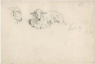Liggend Schaap Schapekop