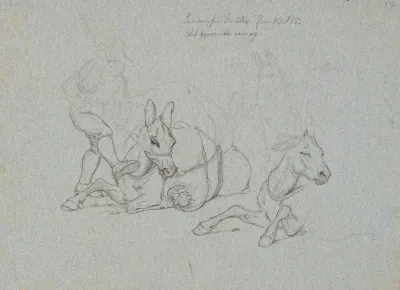 Liggende Aesel Der Piskes Og Sparkes Af En Forer Th To Studier Af Et Liggende Og Et Staende Aesel