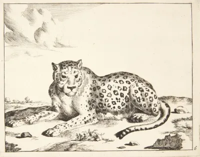 Liggende Leopard Vendt Mod Venstre