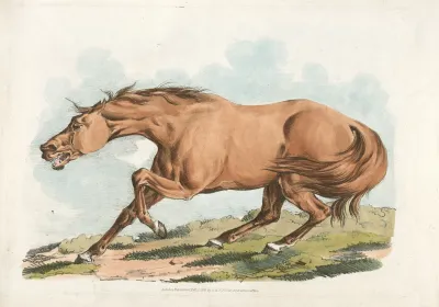 Light Brown Horse