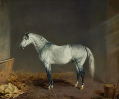 Lightning A Gray Racehorse In A Stable