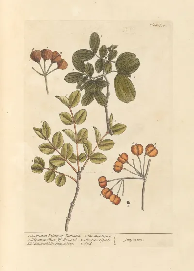 Lignum Vitae Of Jamaica Lignum Vitae Of Brasil