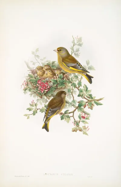 Ligurinus Chloris Greenfinch 2