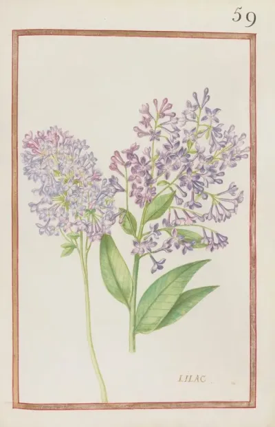 Lilac 3