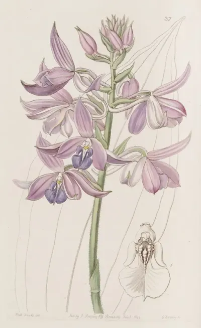 Lilac Calanthe