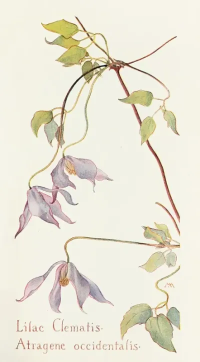 Lilac Clematis