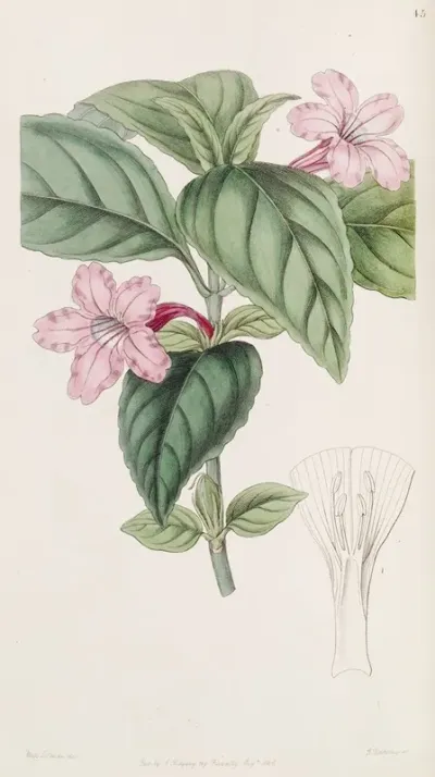 Lilac Flowered Ruellia 2