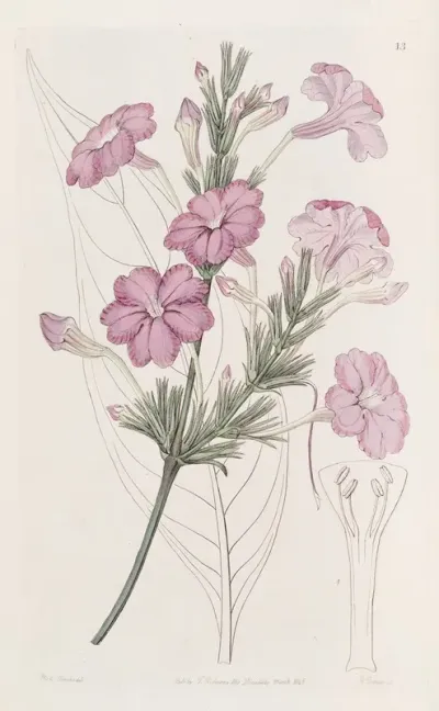 Lilac Flowered Ruellia