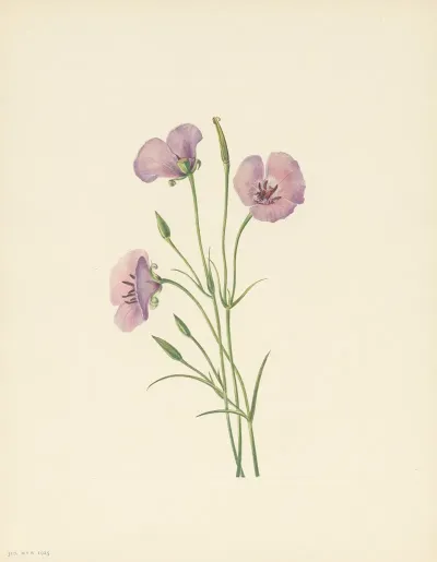 Lilac Mariposa Calochortus Splendens 3