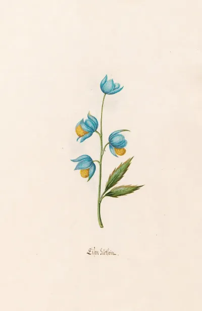 Lilen Gutlein 2