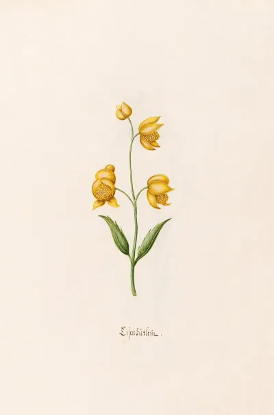 Lilen Gutlein