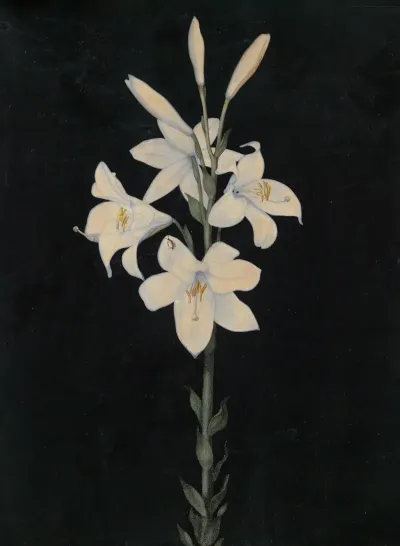 Lilienstengel Auf Schwarzem Grund