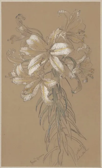 Lilies 6