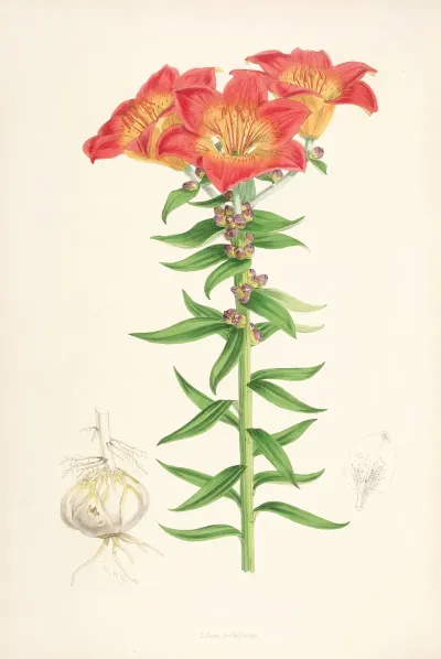 Lilium Bulbiferum