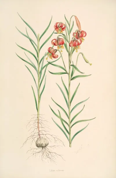 Lilium Callosum